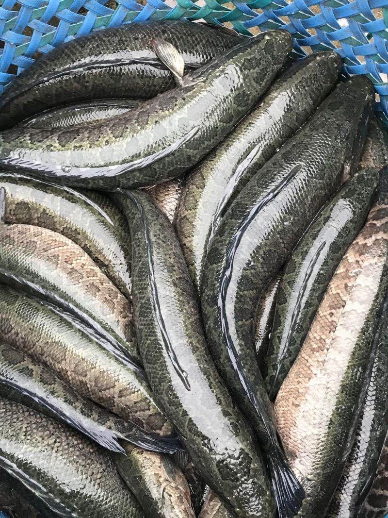 湖州黑鱼适应性强进食生猛活性足可玩路亚台钓可送货价格优惠