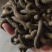 蚯蚓