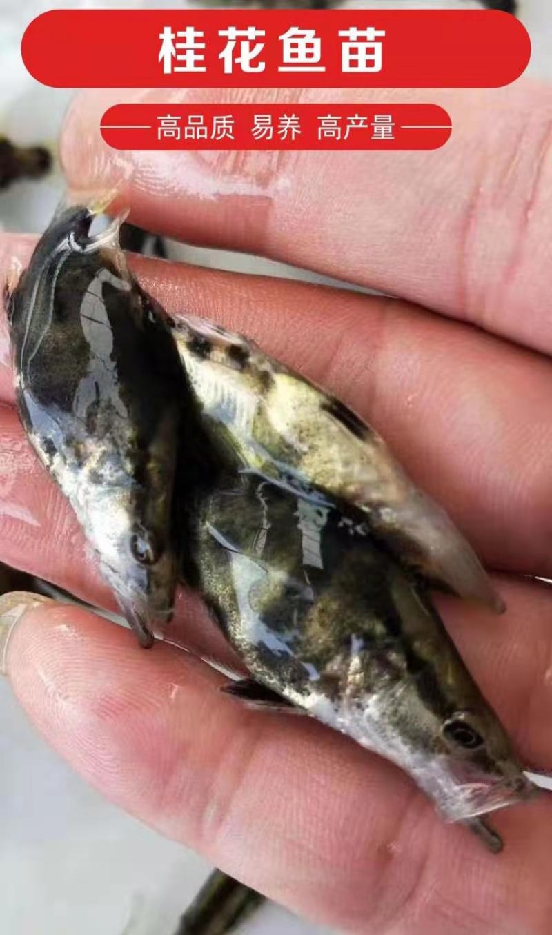 桂花鱼苗，鳜鱼、桂鱼、季花鱼、鳌花好品质易养好产量