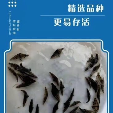 桂花鱼苗,鳜鱼、桂鱼、季花鱼、鳌花好品质易养好产量
