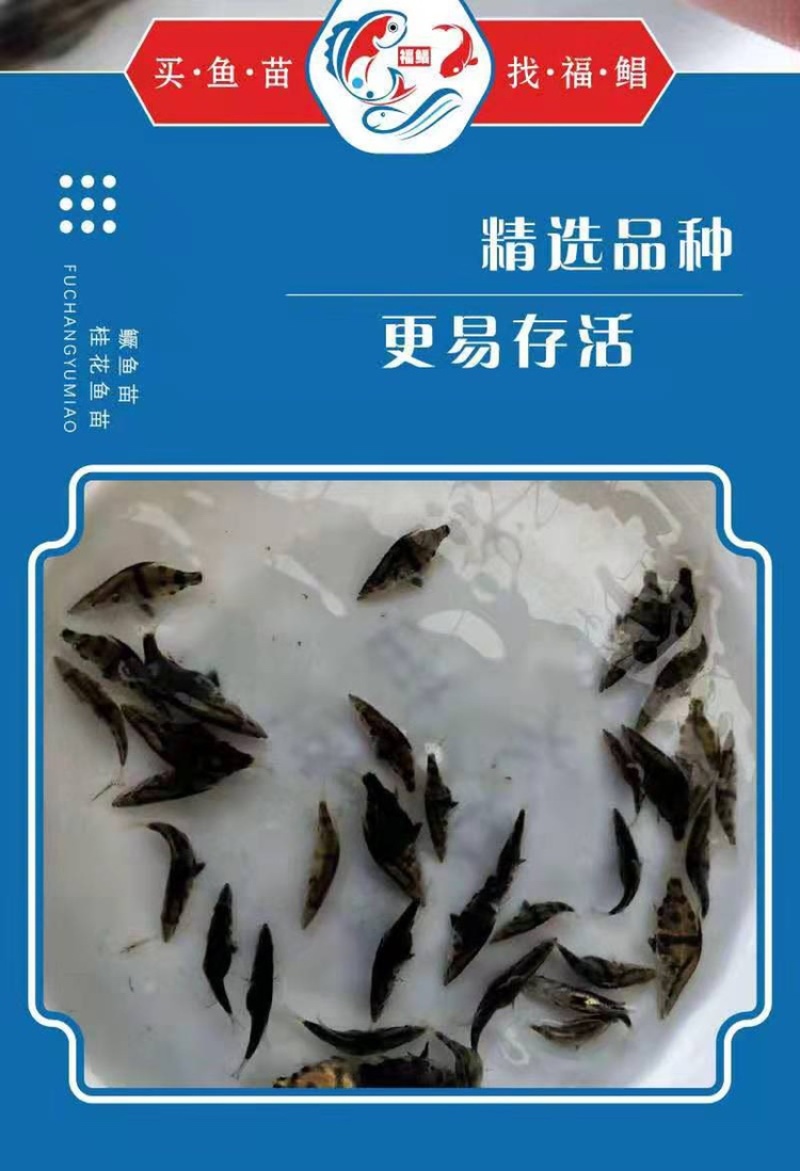 桂花鱼苗，鳜鱼、桂鱼、季花鱼、鳌花好品质易养好产量