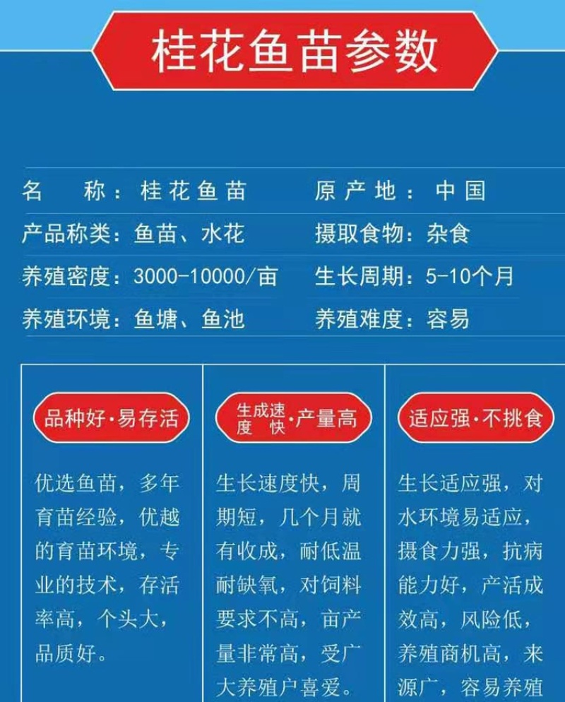 桂花鱼苗，鳜鱼、桂鱼、季花鱼、鳌花好品质易养好产量