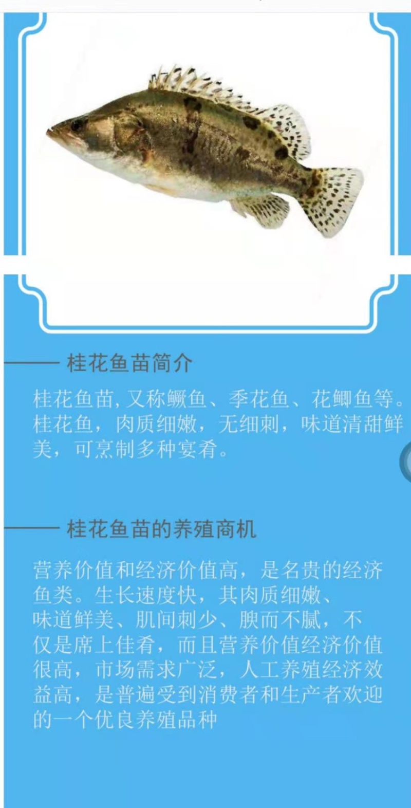 桂花鱼苗，鳜鱼、桂鱼、季花鱼、鳌花好品质易养好产量