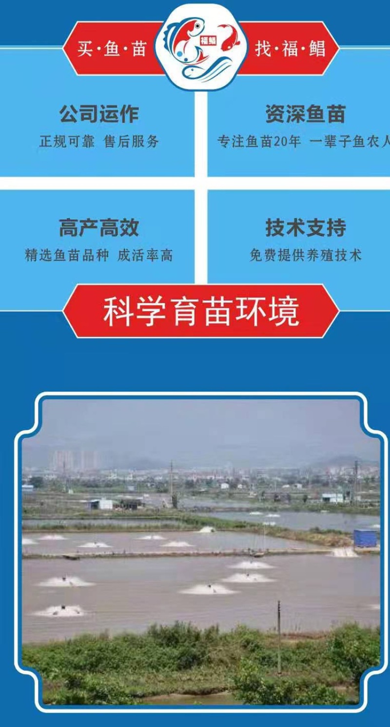 桂花鱼苗，鳜鱼、桂鱼、季花鱼、鳌花好品质易养好产量