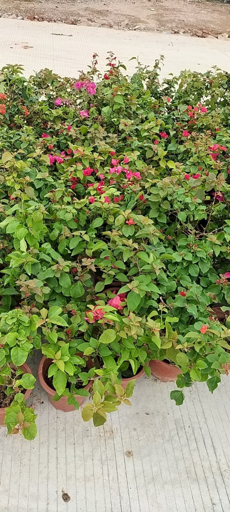 一手货源，基地直供红盆水红三角梅