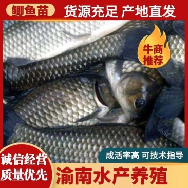 正宗鲫鱼，长势快，优质鱼苗，规格齐全
