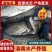 正宗鲫鱼，长势快，优质鱼苗，规格齐全