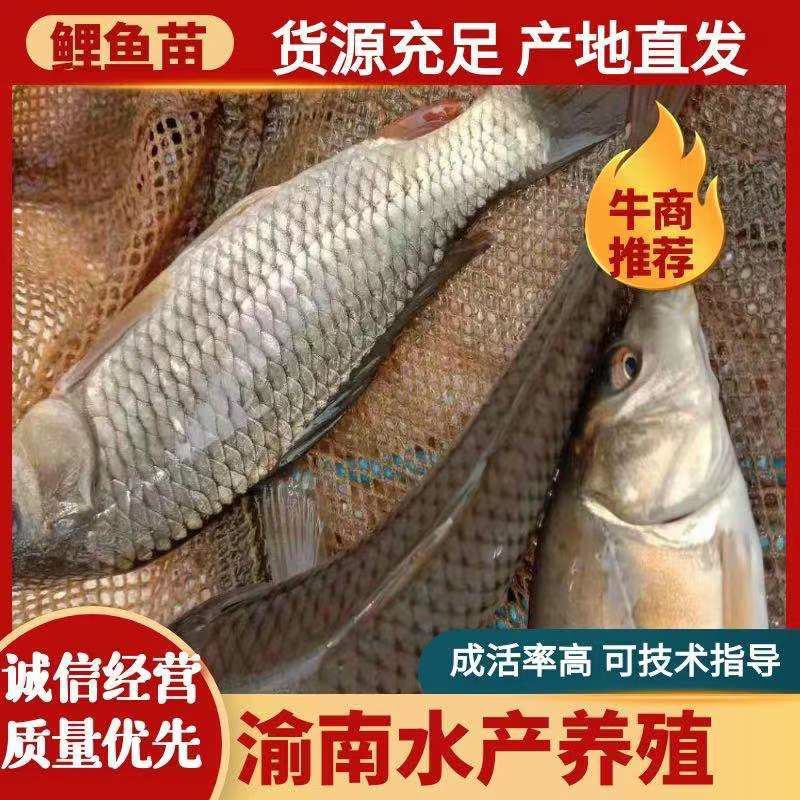 优质的鲤鱼苗，瘦身鱼苗，长势快货源充足产地直发，