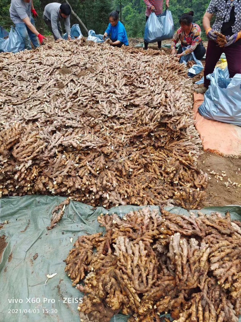 小黄姜6两以上带土清远山区小黄姜优质小黄姜