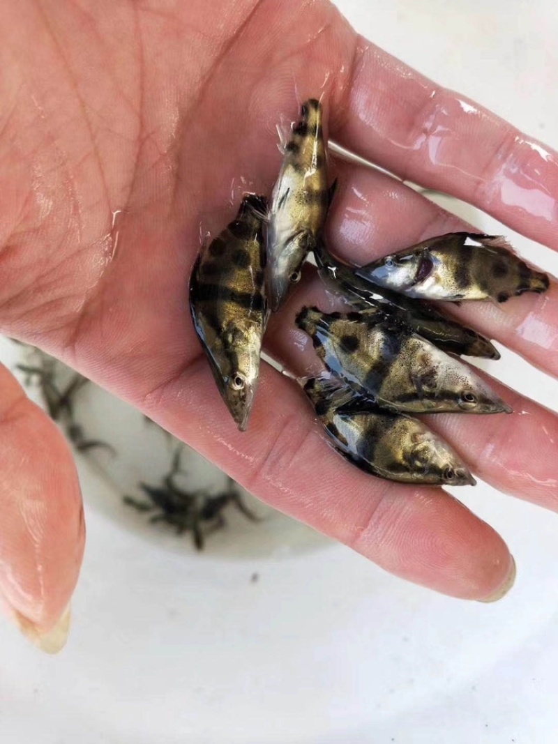 桂花鱼苗，鳜鱼、桂鱼、季花鱼、鳌花好品质易养好产量