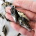 桂花鱼苗,鳜鱼、桂鱼、季花鱼、鳌花好品质易养好产量