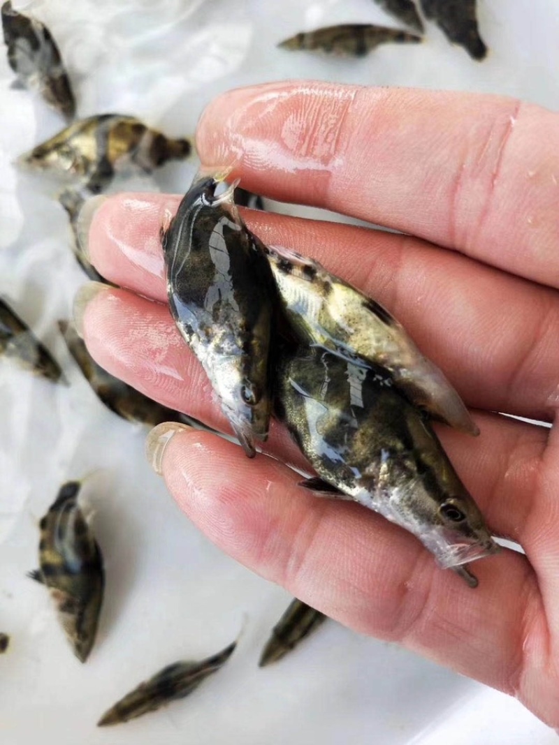 桂花鱼苗，鳜鱼、桂鱼、季花鱼、鳌花好品质易养好产量