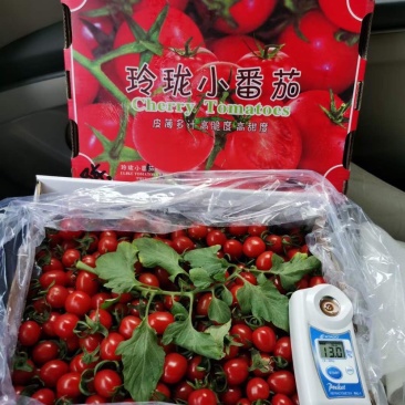 釜山88、玲珑口感特别好的小番茄、原始口味。产地代发全国
