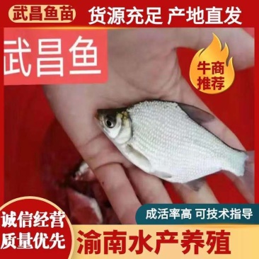 边鱼，武昌鱼苗，成活率高，技术指导