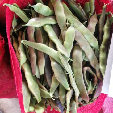 单县紫花油豆大量上市中！大吨位供货！质量保证，条长肉厚！