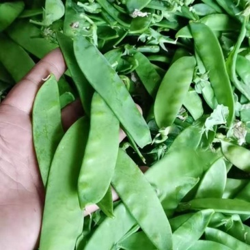 产地直供荷兰豆菜豌豆豌豆荚稳定供货可打冷
