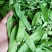 产地直供荷兰豆菜豌豆豌豆荚稳定供货可打冷