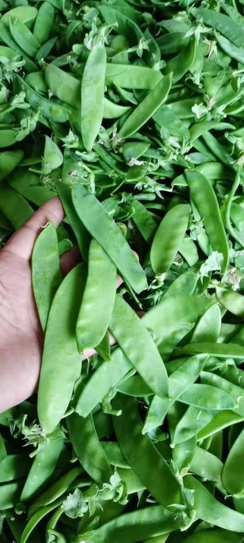 产地直供荷兰豆菜豌豆豌豆荚稳定供货可打冷