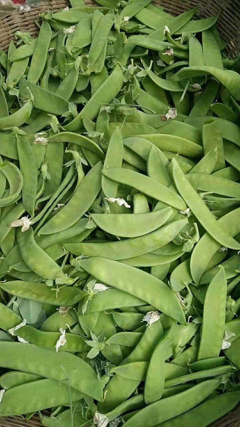 产地直供荷兰豆菜豌豆豌豆荚稳定供货可打冷