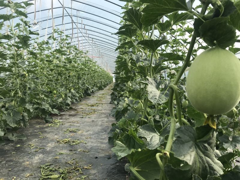 嘉兴银霆农业有限公司---银霆生鲜--玉菇