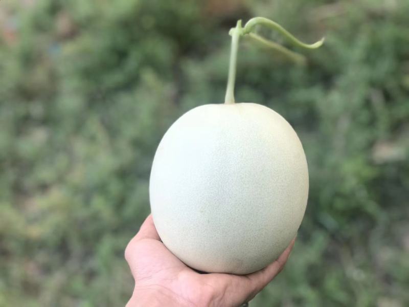 嘉兴银霆农业有限公司---银霆生鲜--玉菇