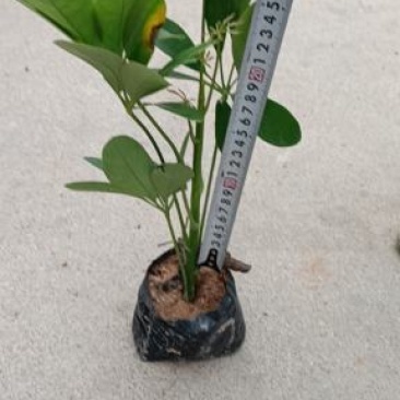 基地直销鹅掌柴黄金榕各种规格各种地被苗物美价廉