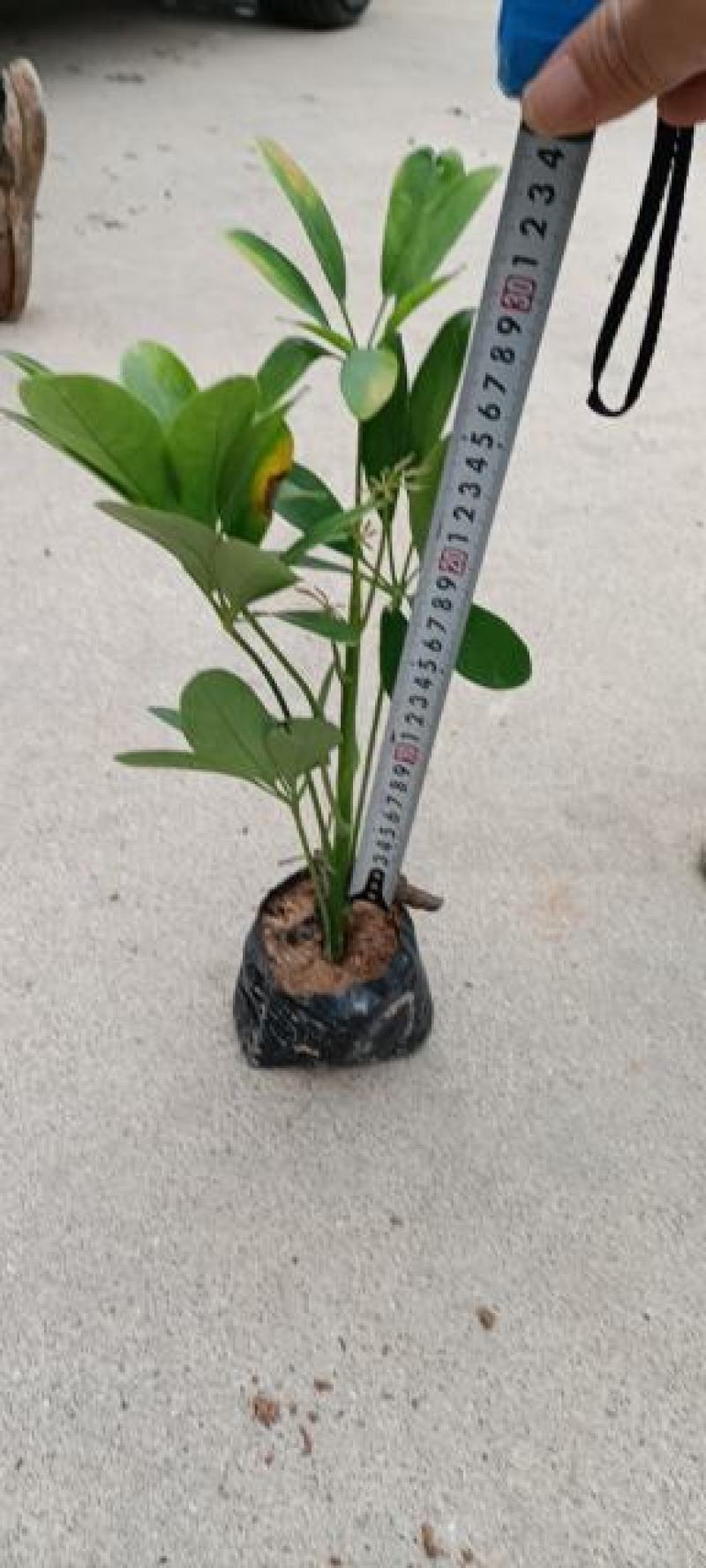 基地直销鹅掌柴黄金榕各种规格各种地被苗物美价廉