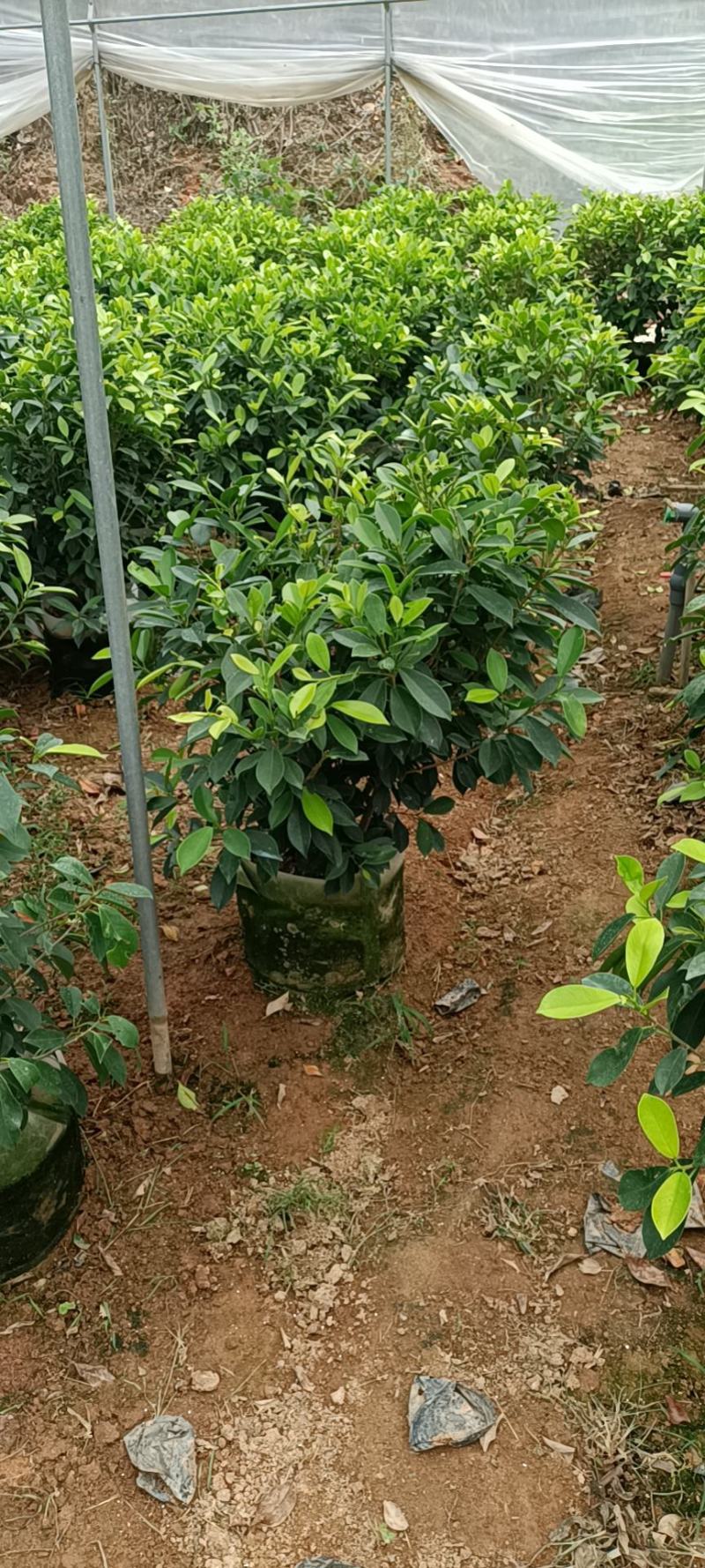 基地直销鹅掌柴黄金榕各种规格各种地被苗物美价廉