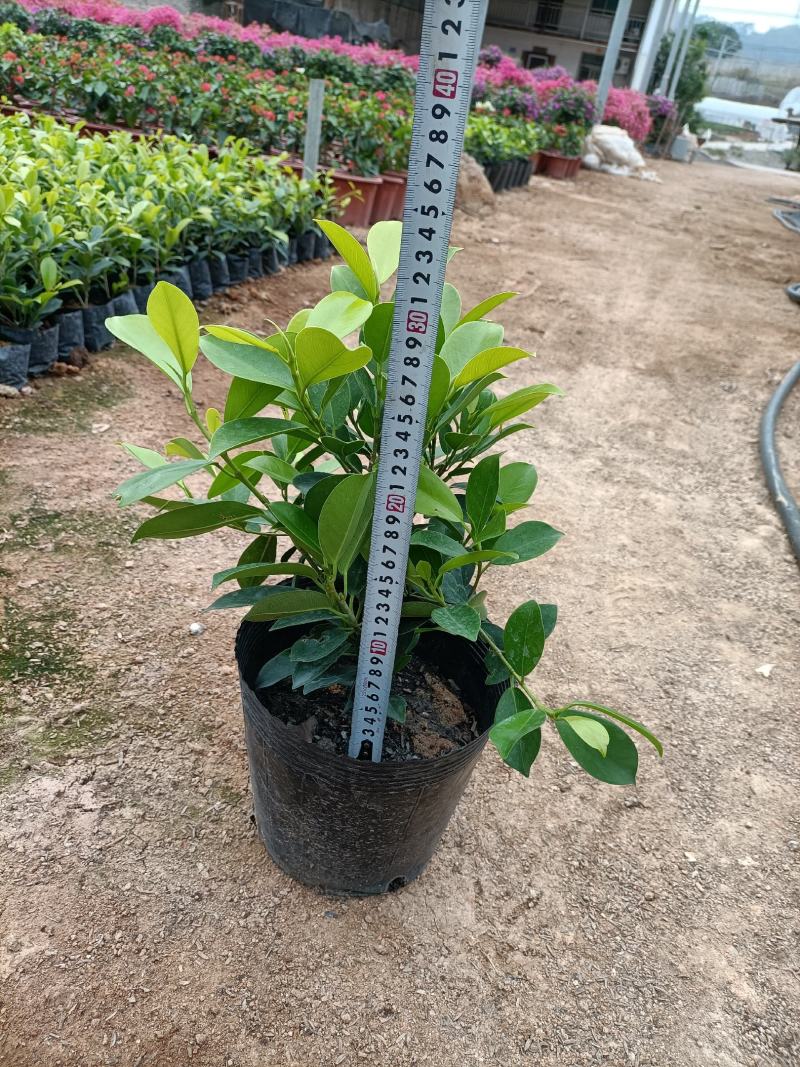 基地直销鹅掌柴黄金榕各种规格各种地被苗物美价廉