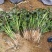 山东佳盈薯业大量销售优质红薯苗各种品种红薯苗