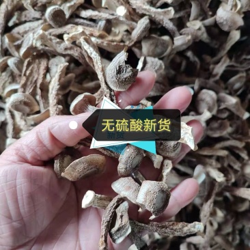 鹿茸菌鹿茸菇无硫酸只发新货古田食用菌之都产地发货