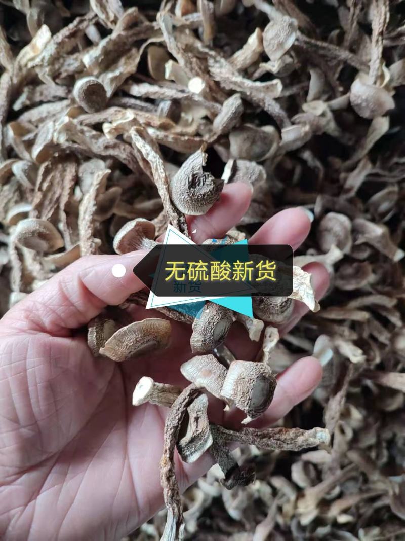 鹿茸菌鹿茸菇无硫酸只发新货古田食用菌之都产地发货