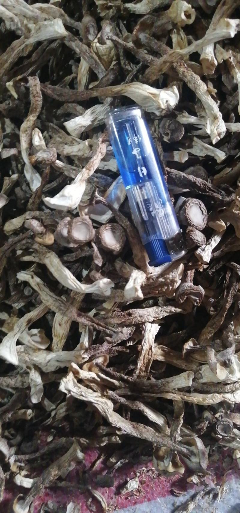 鹿茸菌鹿茸菇无硫酸只发新货古田食用菌之都产地发货