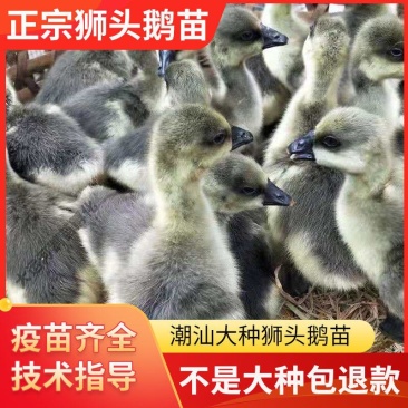 狮头鹅正宗纯种汕头狮头鹅活体鹅仔潮汕大型品种狮头鹅活苗
