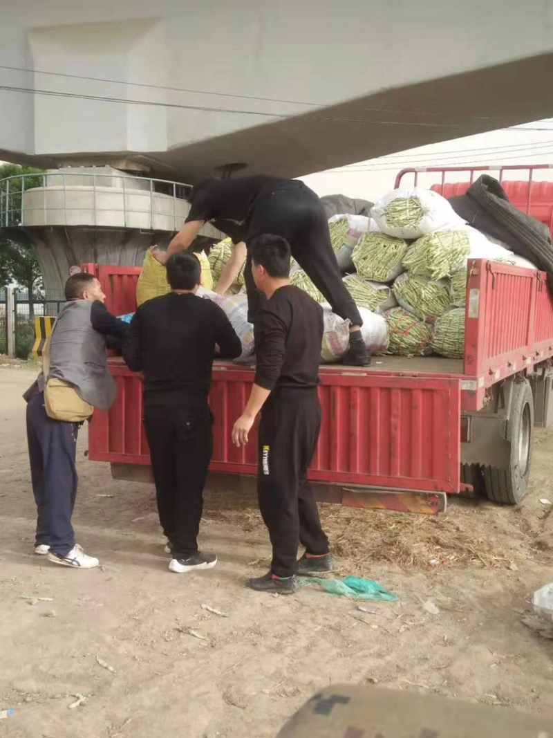 九粒白芸豆产地直供诚信服务欢迎咨询