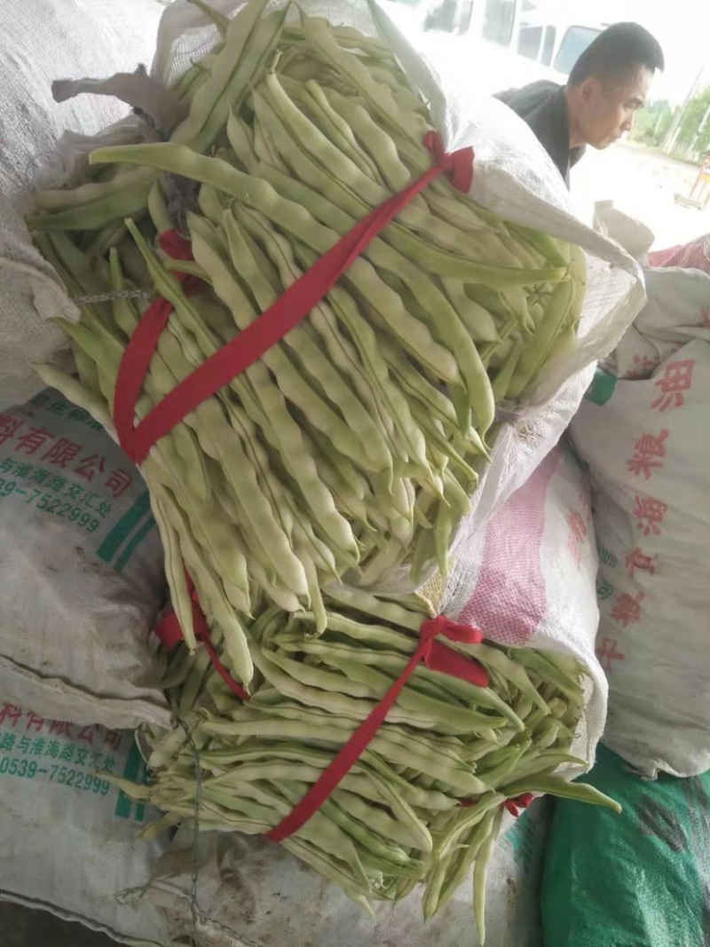 九粒白芸豆产地直供诚信服务欢迎咨询