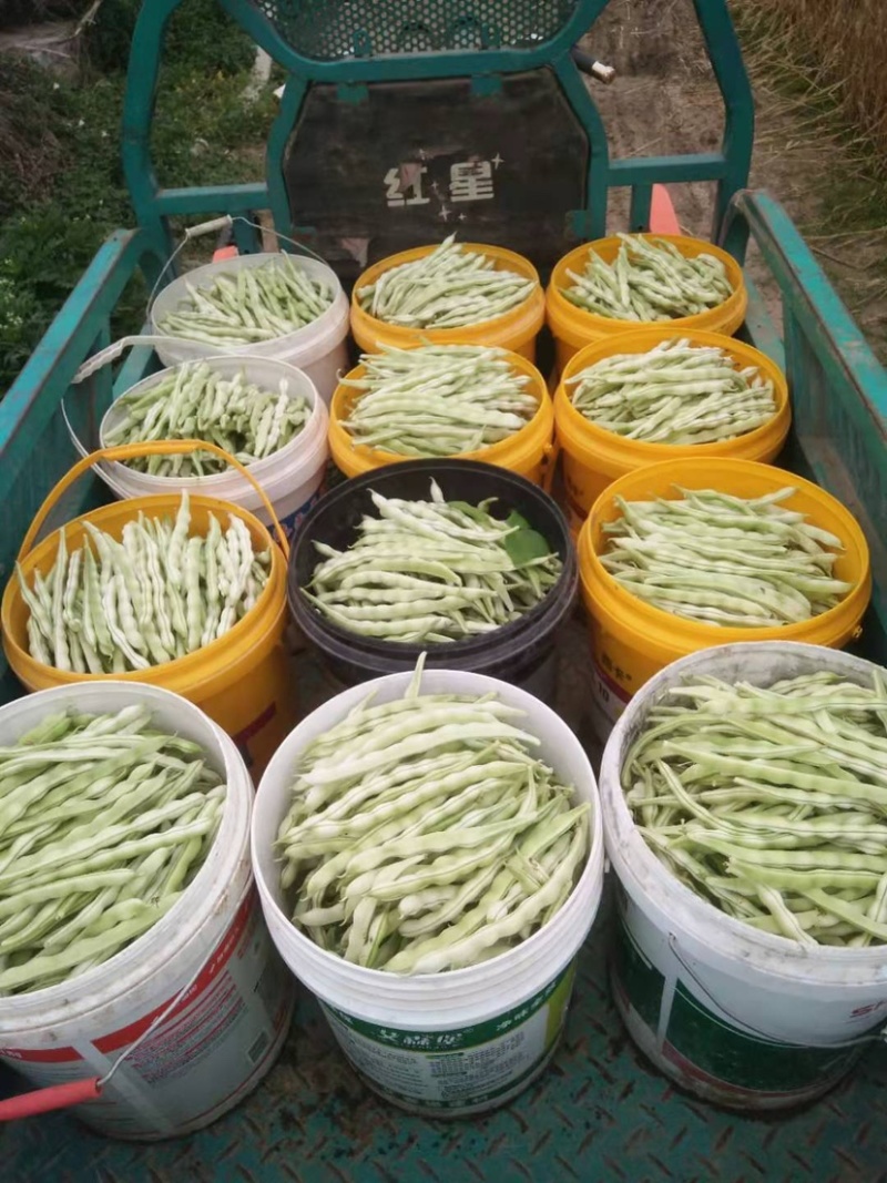 九粒白芸豆产地直供诚信服务欢迎咨询