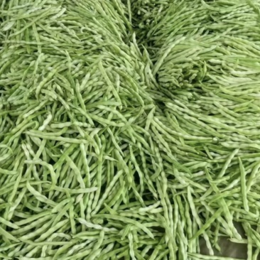 临沂莒南精品307芸豆产地供应欢迎咨询🤝