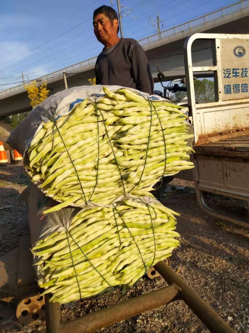 临沂莒南精品307芸豆产地供应欢迎咨询🤝