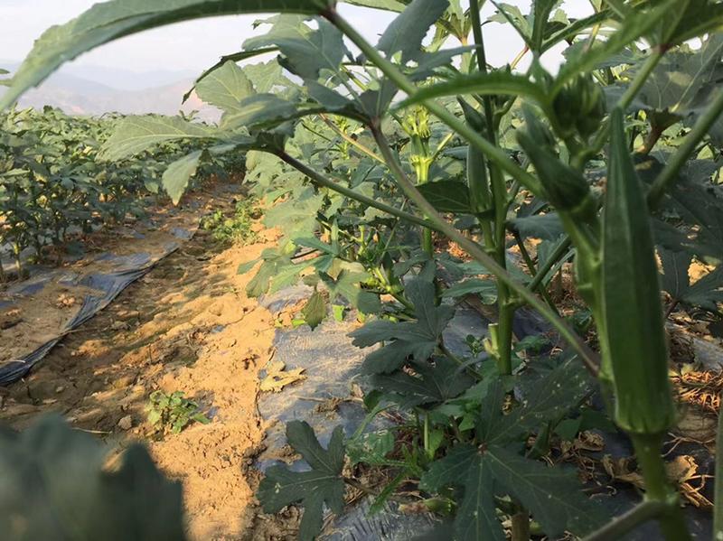 云南玉溪基地自产水果黄秋葵大量上市每天采摘可长期供应