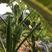 云南玉溪基地自产水果黄秋葵大量上市每天采摘可长期供应