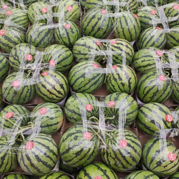 【美都西瓜】有籽🍉无籽🍉头茬，大棚种植产地大量供应