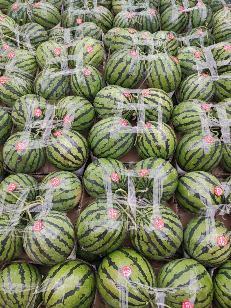 【美都西瓜】有籽🍉无籽🍉头茬，大棚种植产地大量供应