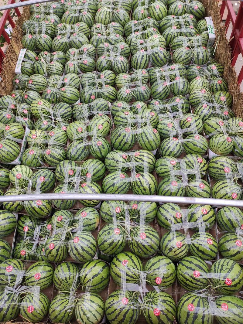 【美都西瓜】有籽🍉无籽🍉头茬，大棚种植产地大量供应