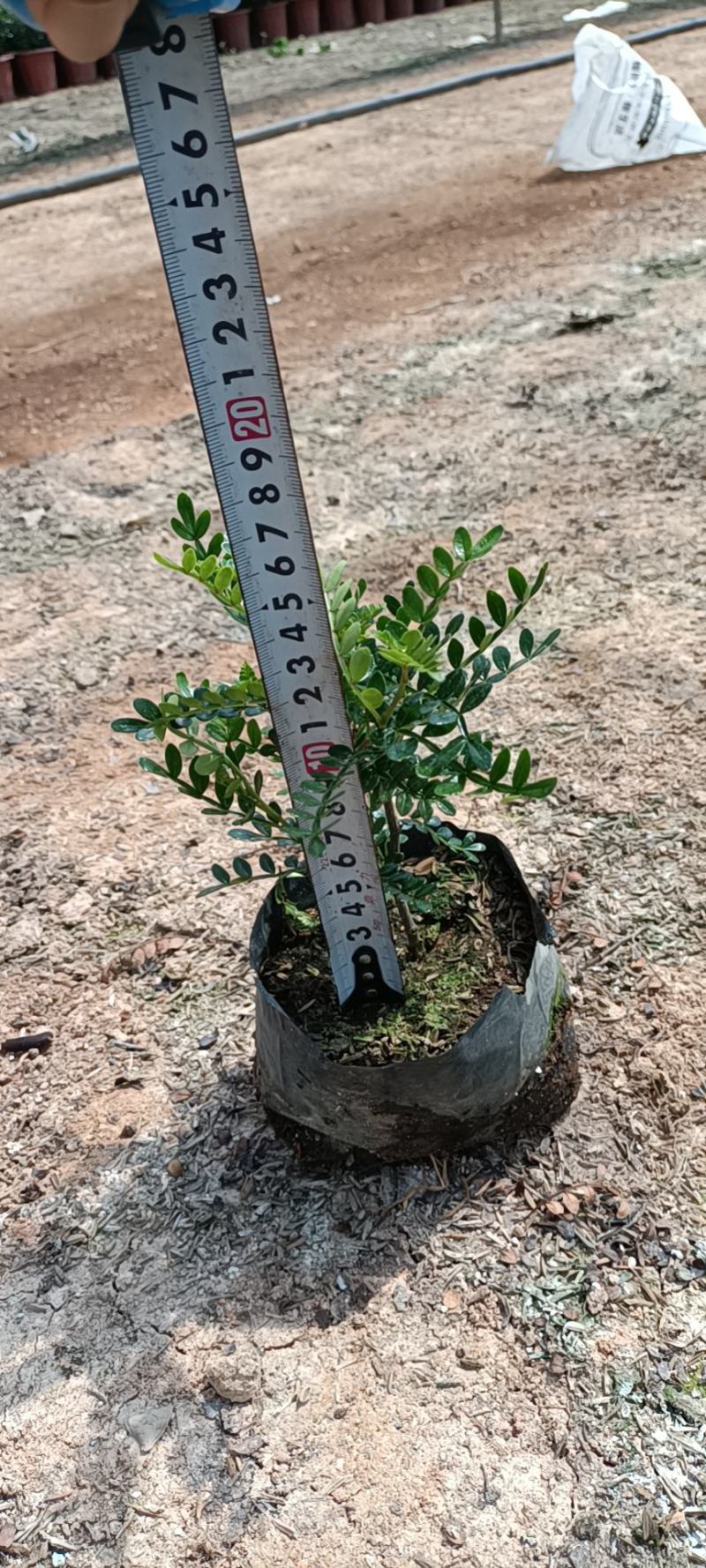 大家好基地直销胡椒木各种规格地被，物美价廉。