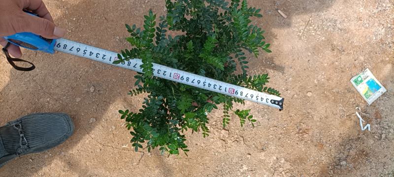 大家好基地直销胡椒木各种规格地被，物美价廉。