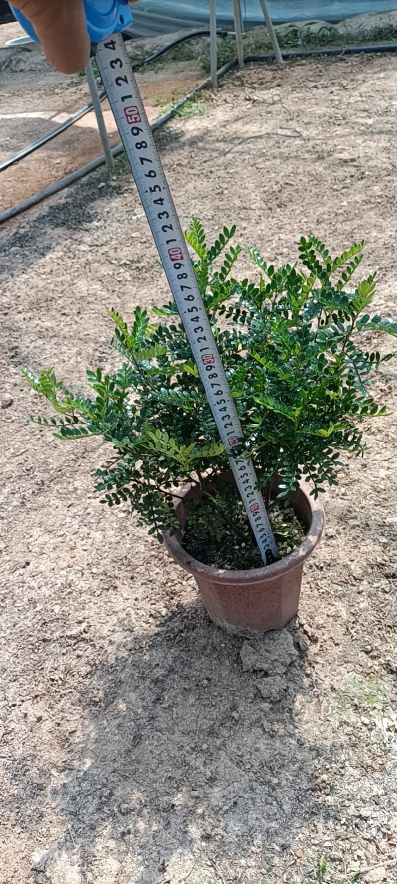 大家好基地直销胡椒木各种规格地被，物美价廉。