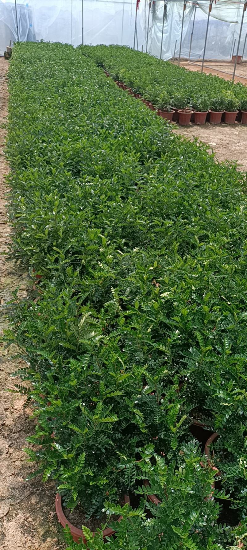 大家好基地直销胡椒木各种规格地被，物美价廉。