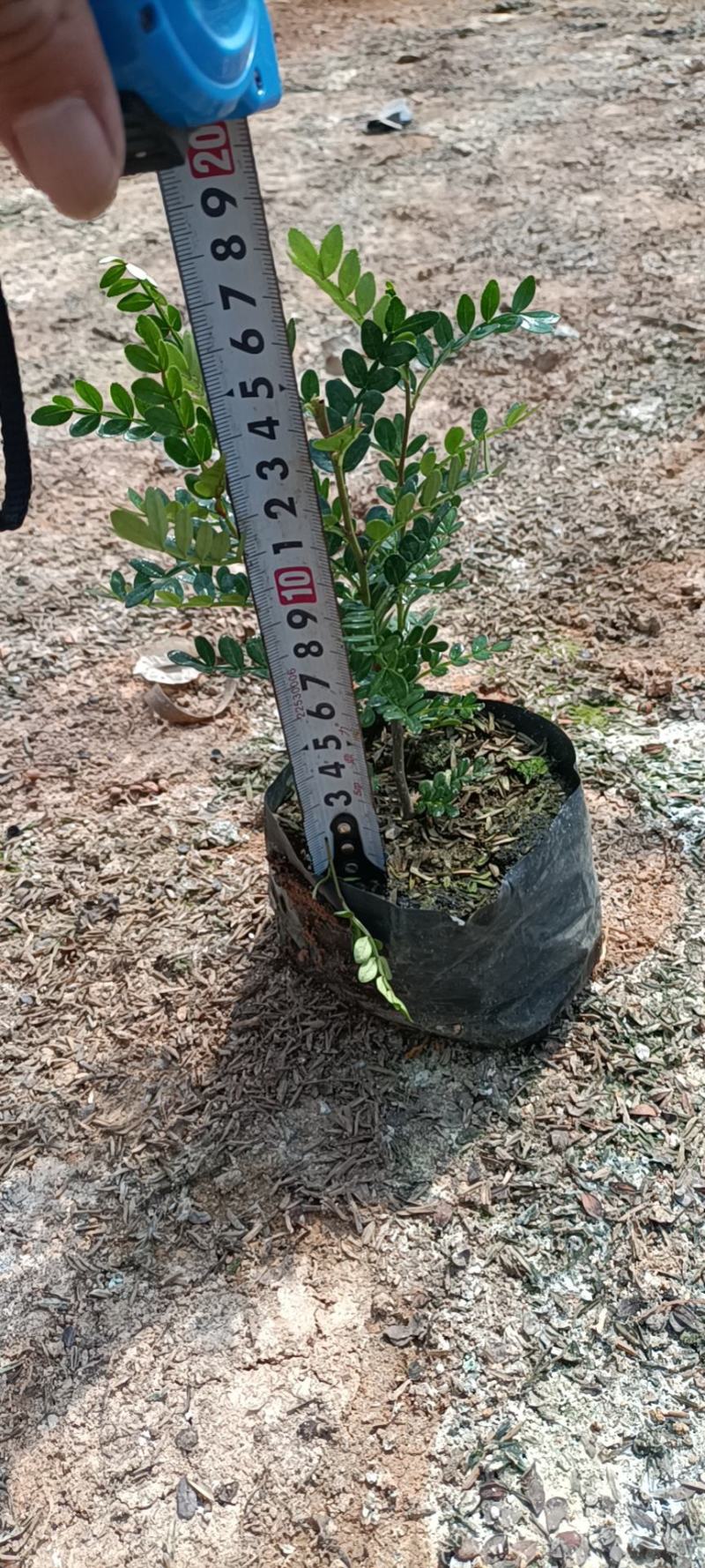 大家好基地直销胡椒木各种规格地被，物美价廉。