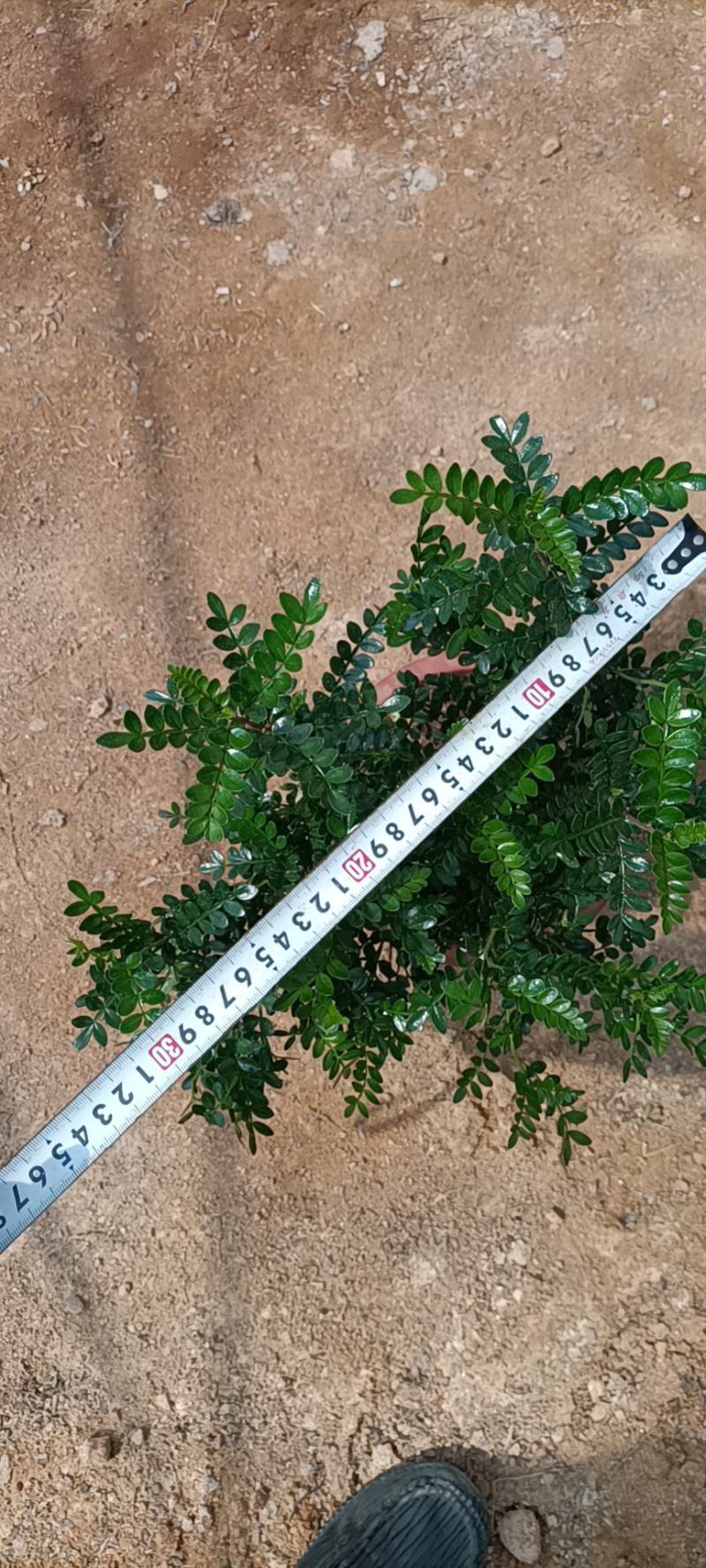 大家好基地直销胡椒木各种规格地被，物美价廉。